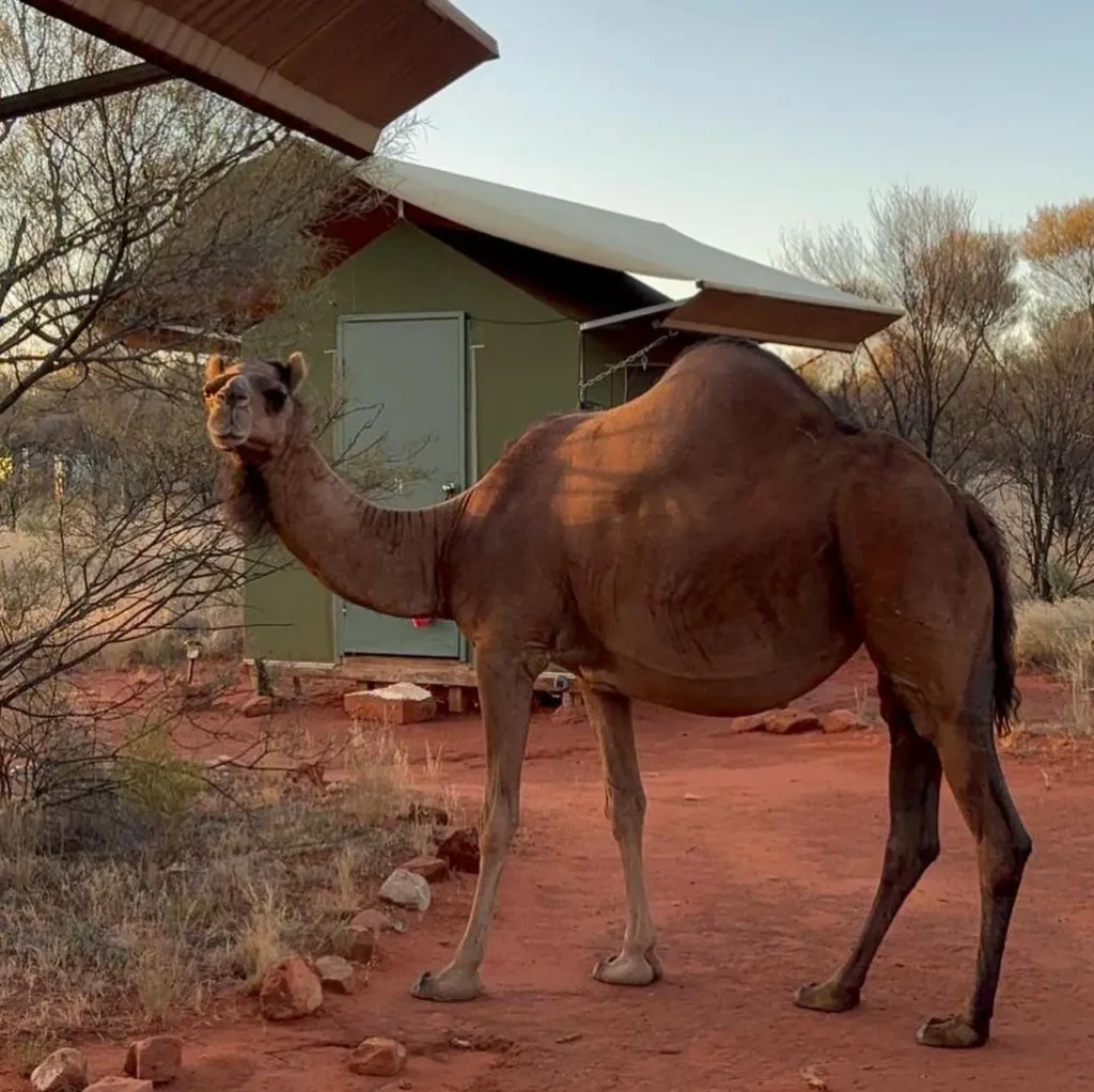 Feastronomics | How Many Days Do You Need in Alice Springs? Australia’s Red Centre