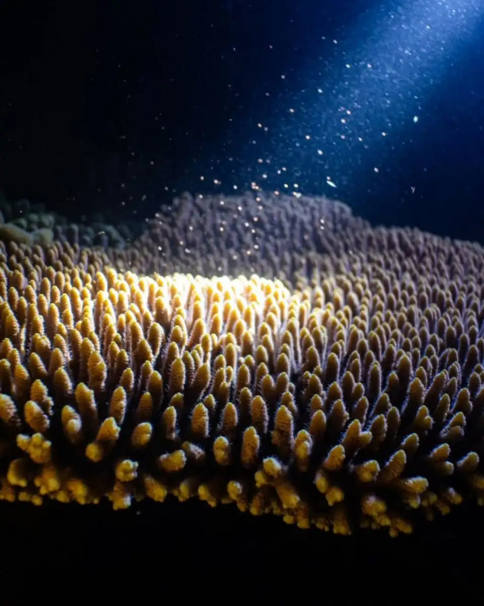 Chasing the Glow: When to See the 2026 Great Barrier Reef Coral Spawning