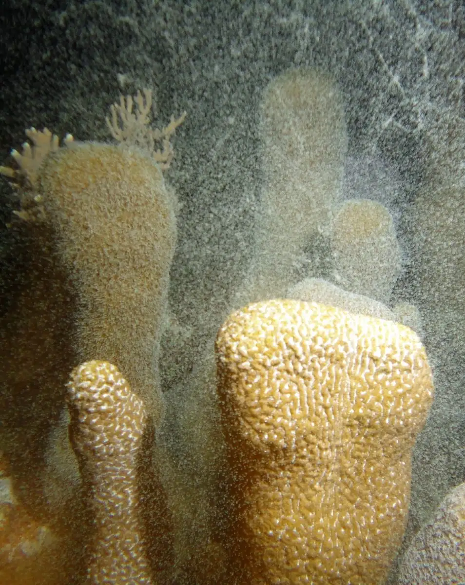 Great Barrier Reef Tours