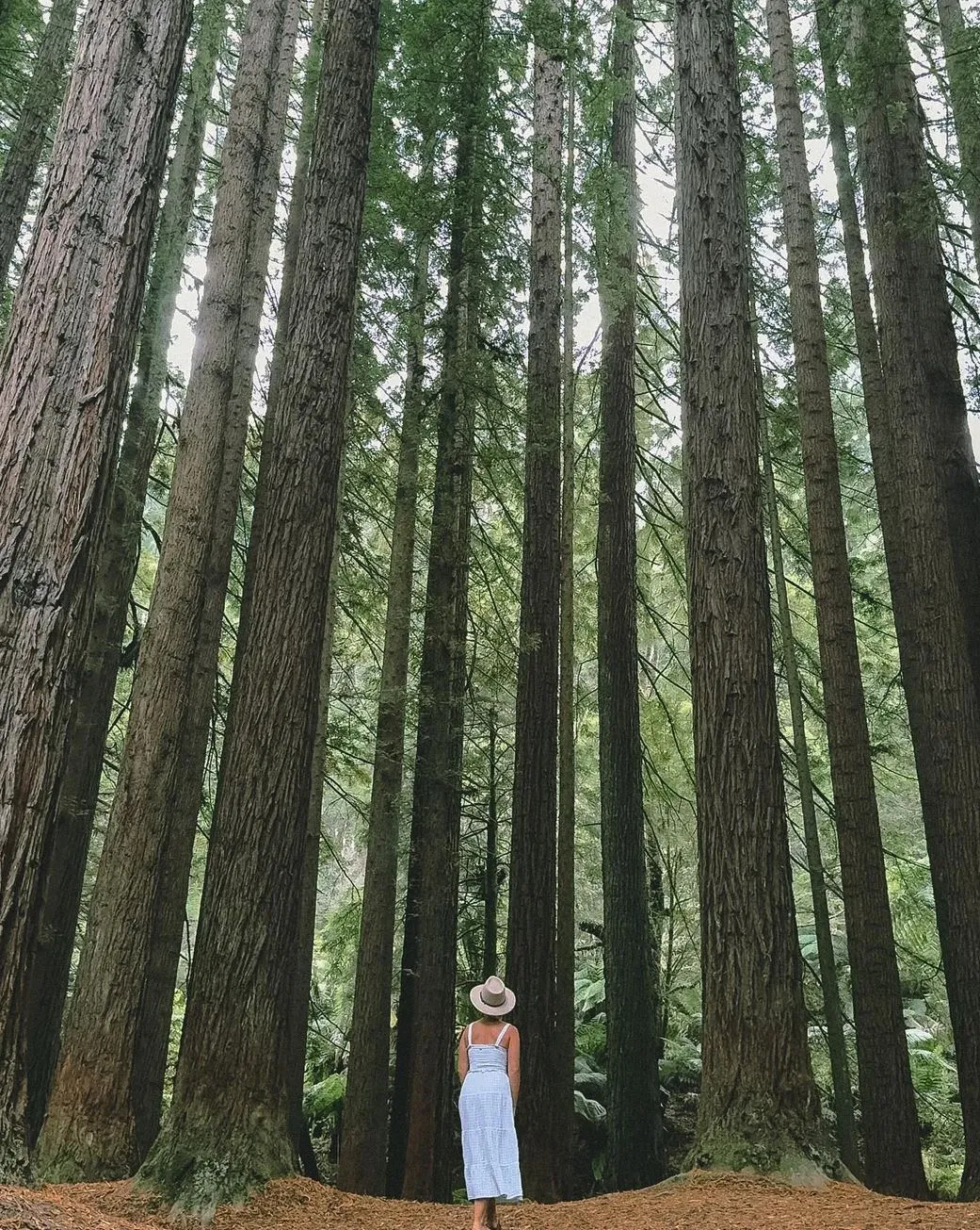 Great Otway National Park