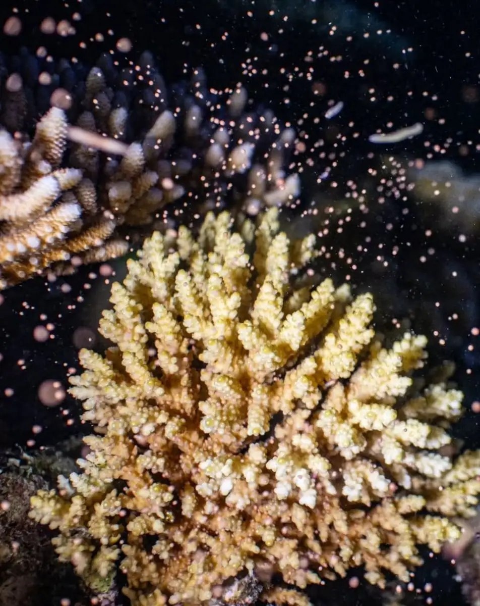 When to See the 2026 Great Barrier Reef Coral Spawning